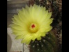 Parodia ottonis 2007