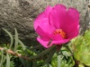 Portulaca grandiflora 2014
