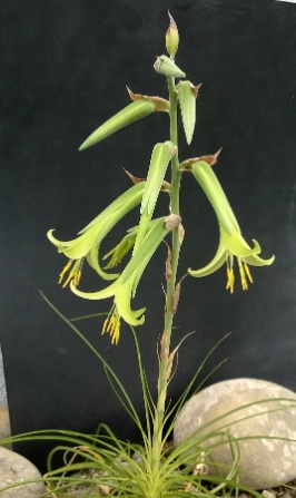 Puya coerulea 2014 3