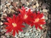 Rebutia heliosa 2010