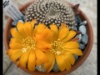 Rebutia marsoneri 2016