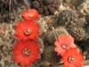 Rebutia ritteri 2006