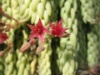 Sedum morganianum 2006
