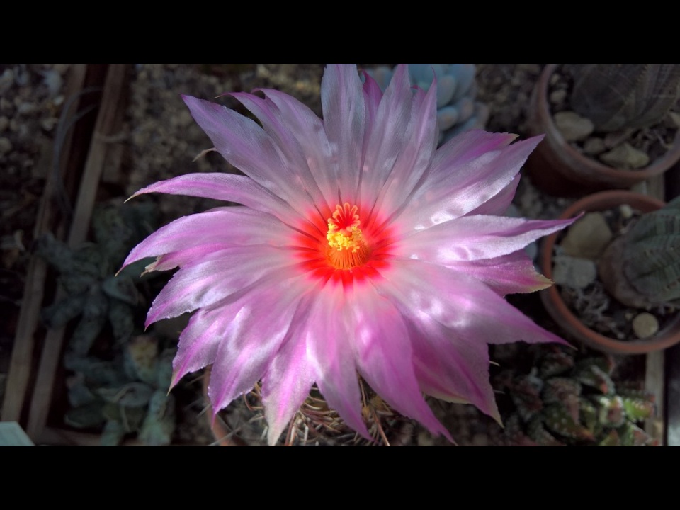Thelocactus bicolor 2016b