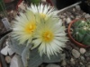 Astrophytum myriostigma 2012 1