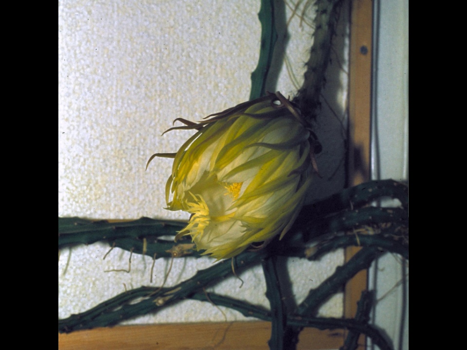 Selenicereus macdonaldiae 05 1982