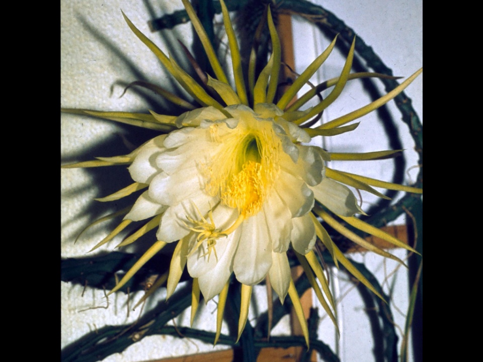 Selenicereus macdonaldiae 07 1982