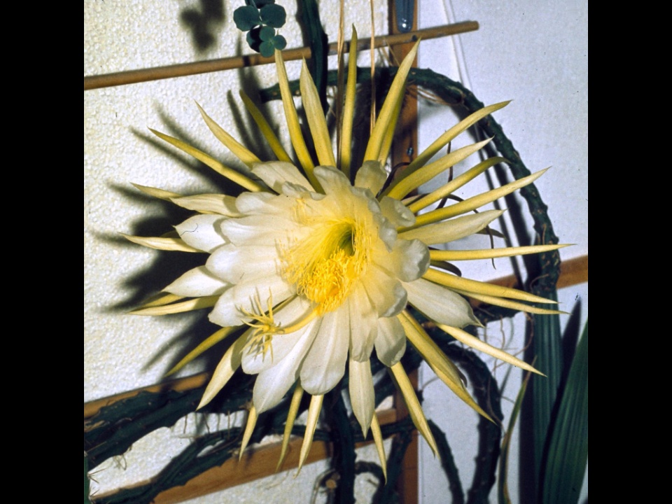 Selenicereus macdonaldiae 08 1982