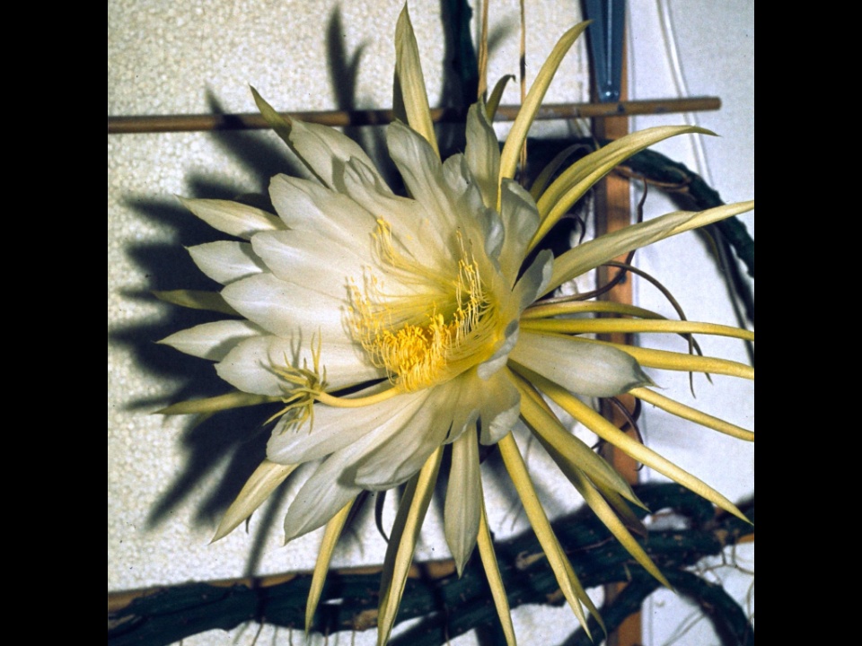 Selenicereus macdonaldiae 10 1982