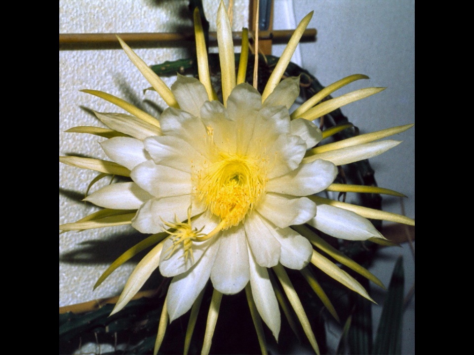 Selenicereus macdonaldiae 11 1982