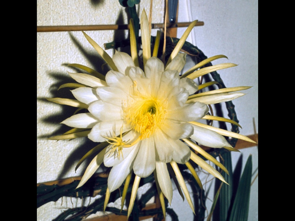 Selenicereus macdonaldiae 12 1982