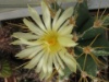 Astrophytum ornatum 2011