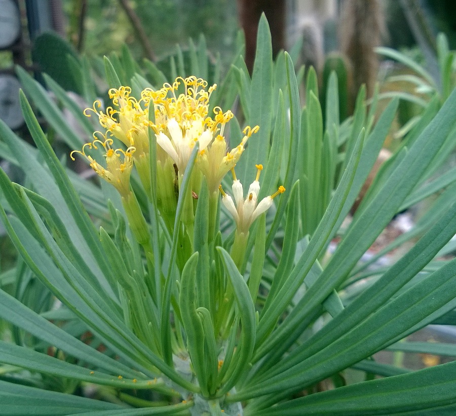 Senecio20kleinia 201520b