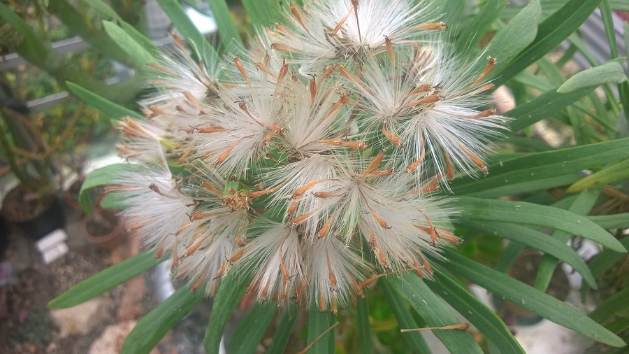 Senecio20kleinia 201520c