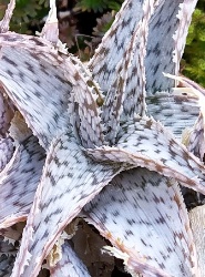 Aloe rauhii1