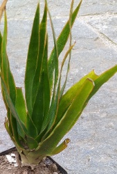 Drachenbaum Fuerteventura