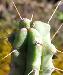 Echinopsis pachanoi San Pedro1