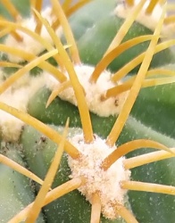 Ferocactus diguetii1