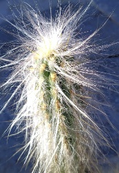 Pilosocereus leucocephalus1