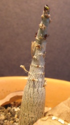 Adenium multiflorum 2020