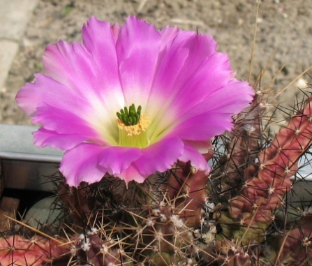 Echinocereus pentalophus 2008