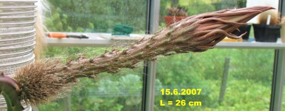 Selenicereus macdonaldiae-c 2007 2