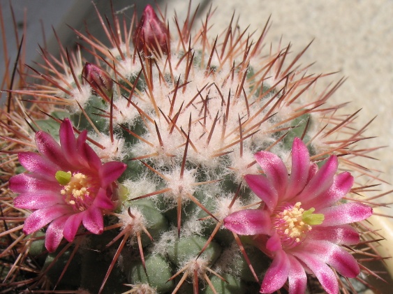 Mammillaria nn1 2011