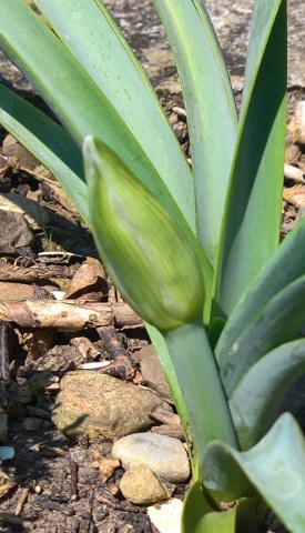 Strandlilie Portugal 1
