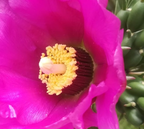 Cylindropuntia imbricata 2018 Reichraming