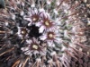 Stenocactus violaciflorus 2006