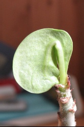 Adenium multiflorum2 2020