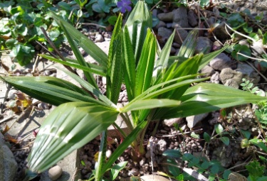 Armands Tessinerpalme 2020