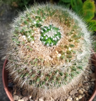 Mammillaria hahniana monica 20
