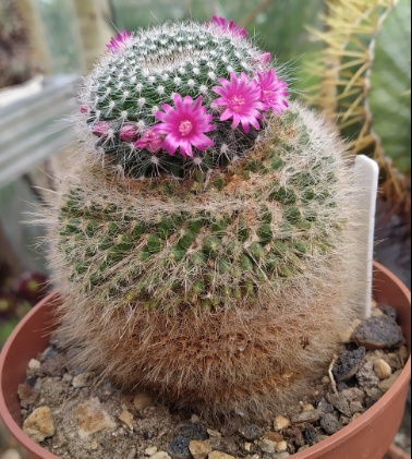 Mammillaria hahnia Monica 2021
