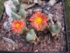 Conophytum meyeri 2005