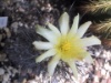Copiapoa humilis 2005
