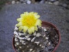 Copiapoa hypogea 2005