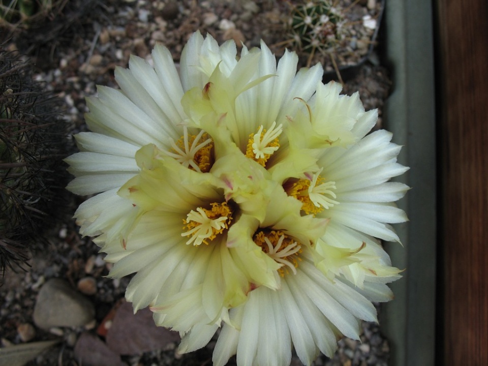 Coryphantha radians 2006