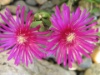 Delosperma cooperi 2006