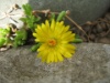 Delosperma nubigenum 2007