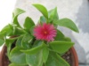 Delosperma tradesc 2008 0