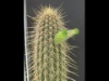 Cleistocactus micropetalus 2015 weblica
