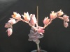Echeveria nn2 2007