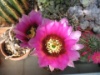Echinocereus fendleri 2008