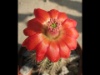Echinocereus scheeri 2011