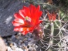 Echinocereus triglochidiatus 2004