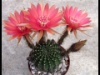 Echinopsis ancistrophora ssp arachnacantha 2013 02