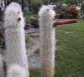 Cleistocactus20strausii20thumb