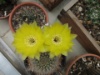 Echinopsis aurea 2006