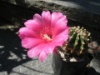 Echinopsis hybrideENaef 2011